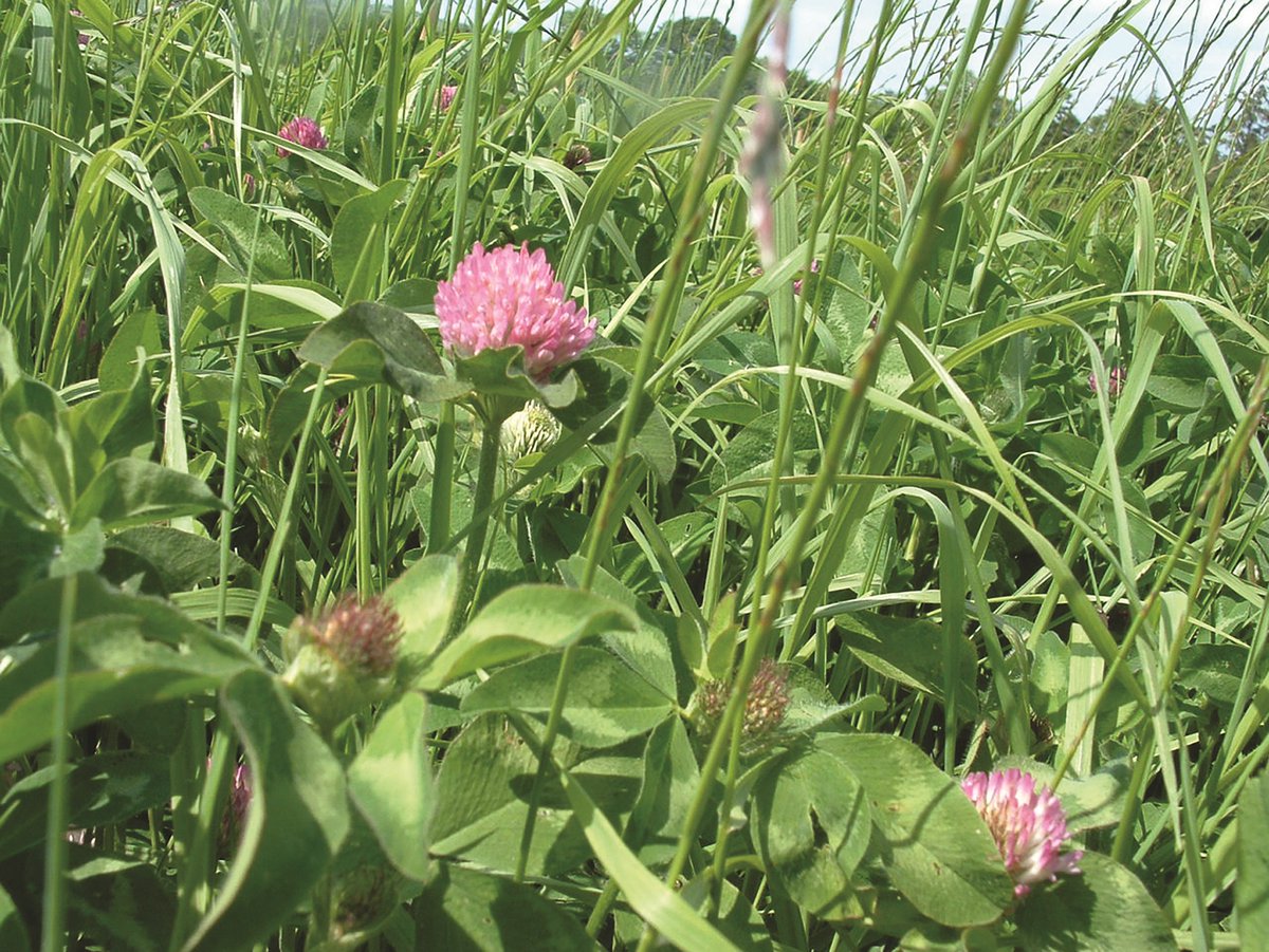 BarenbrugUK's tweet photo. Clovers offer remarkable environmental, soil enhancing and sustainability benefits as well as a highly productive, nutrient and protein rich forage for livestock.
https://t.co/cBrBrYSbrW
#redclover #homegrownforage #MultiSpeciesSwards #BackBritishFarming #GrassBased #Farm24 https://t.co/q4NuW5kZGr