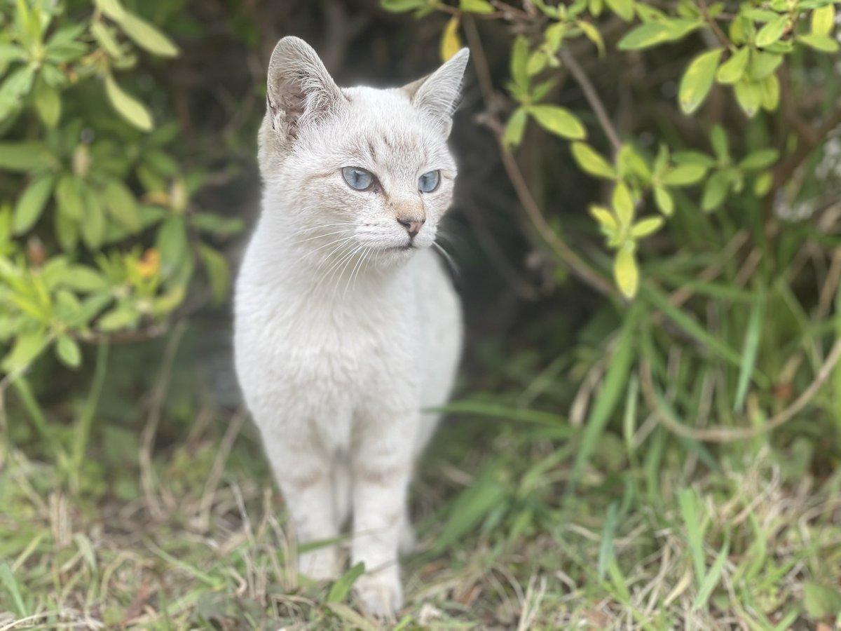 猫アレルギーあるある hashtag on Twitter