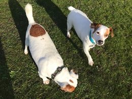epsomcanine's tweet photo. Holly &amp; Daisy are a bonded pair of JRTs  aged 4 &amp; 7 who want to move in with you forever! Needs to be within 20 miles radius of M25 J8 Surrey UK as we're a tiny charity of volunteers offering lifelong support if needed. Fave activities include cuddles!
https://t.co/t5ijnQlU8P https://t.co/tyzt2hX90X