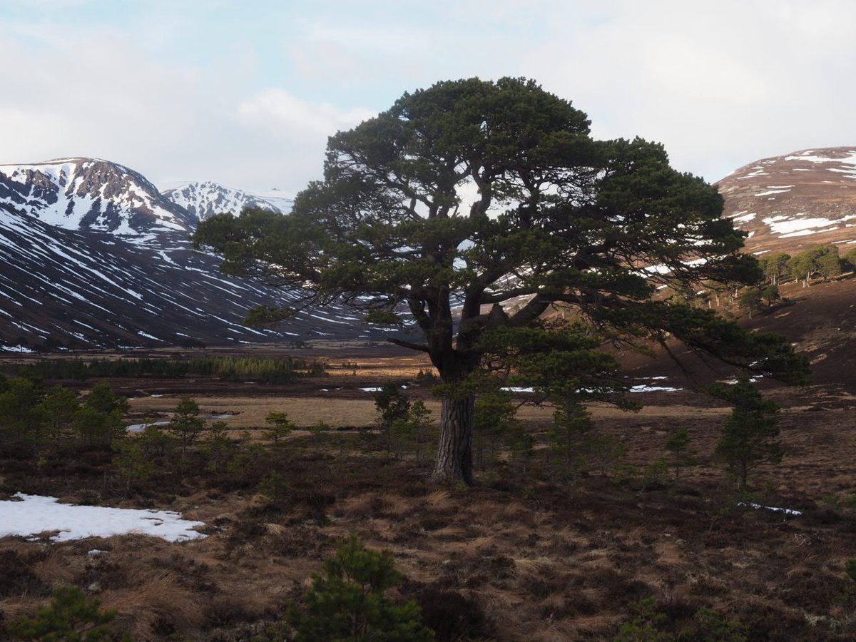 MarLodgeNTS's tweet photo. Glen Derry 1989  &amp; 2021. Trees established in fences when grazing pressure was high. Fences now down and natural regen and heather recovery occurring throughout the glen under low grazing pressure.
@ScotlandTBP 
@cairngormsnews 
#rephotography
#pinewoods
#Cairngorms 
#rewilding https://t.co/Pva4BsHtj8