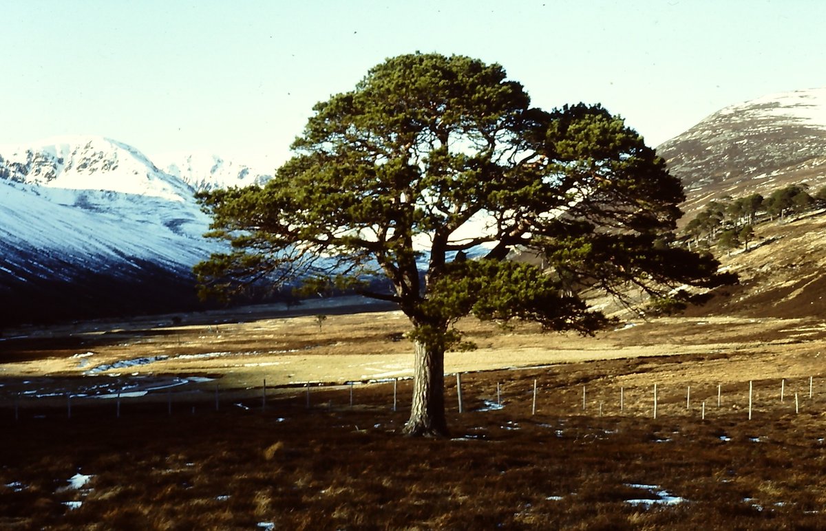 MarLodgeNTS's tweet photo. Glen Derry 1989  &amp; 2021. Trees established in fences when grazing pressure was high. Fences now down and natural regen and heather recovery occurring throughout the glen under low grazing pressure.
@ScotlandTBP 
@cairngormsnews 
#rephotography
#pinewoods
#Cairngorms 
#rewilding https://t.co/Pva4BsHtj8