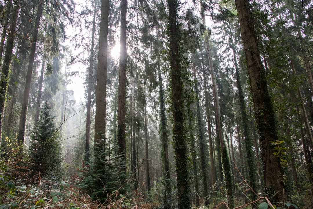Go Wild Education Forest School tweet media