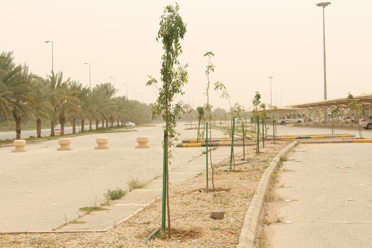 qunewspaper's tweet photo. على مدى 30 يومًا.. #جامعة_القصيم تستهدف زراعة 10 آلاف شتلة خلال مشاركتها في المرحلة السابعة من حملة #أرض_القصيم_خضراء

- https://t.co/9u6fcFb7un https://t.co/CbfV5q7CQZ