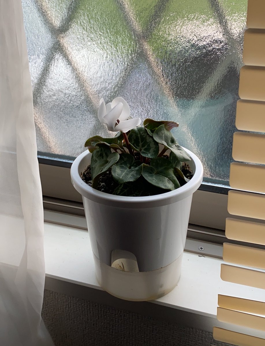 ぷりきよ Purine6609 Twitter