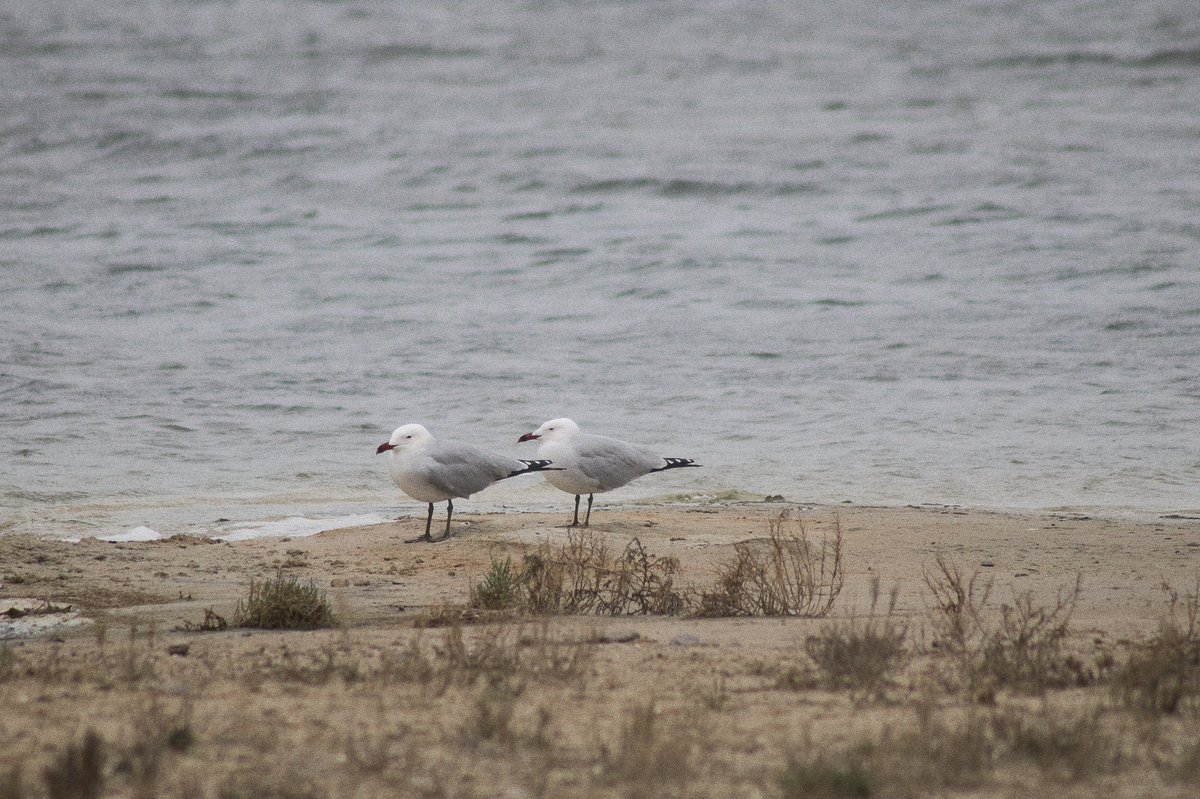 Tamaraa941's tweet photo. Gaviota de Audoin (Larus audouinii). Es una especie que está restringida a la zona mediterránea. En época de reproducción los adultos presentan las plumas dorsales de color gris claro. Presentan un pico rojo llamativo ,patas oscuras y anillo ocular rojo. https://t.co/awOCaaXnLu