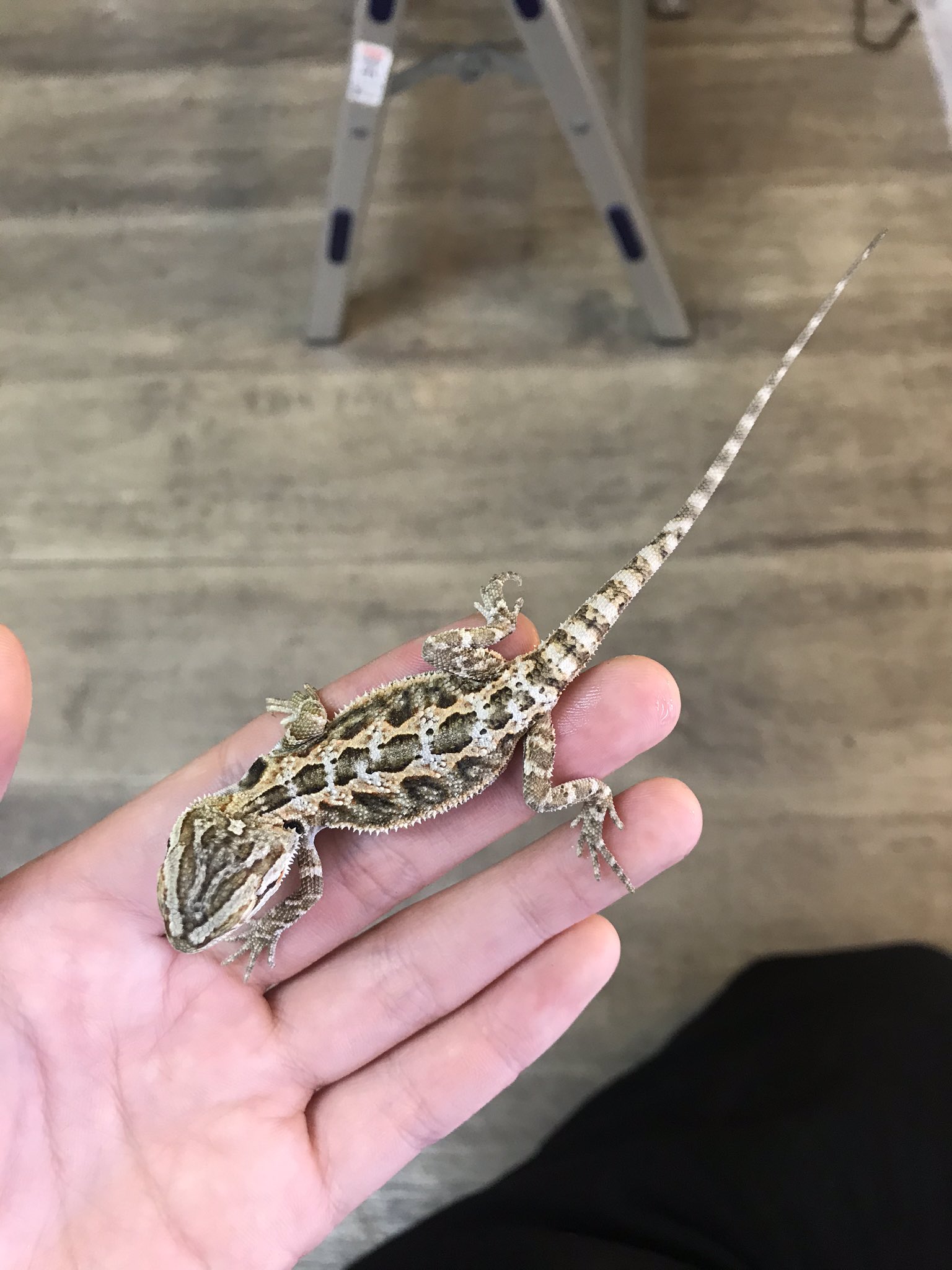 爬虫類ショップアンテナ博多店 新入荷のお知らせ フトアゴヒゲトカゲ 各種 オーソドックスなフトアゴ来てます ハイエンドモルフもいいですが 野性味溢れるカラーもかっこいい メリハリが聞いててバチバチにかっこいい子 いますよ