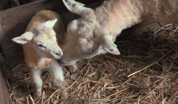 Lammetjes aaien in de schaapskooi  -  de-bevelander.nl/nieuws/algemee…