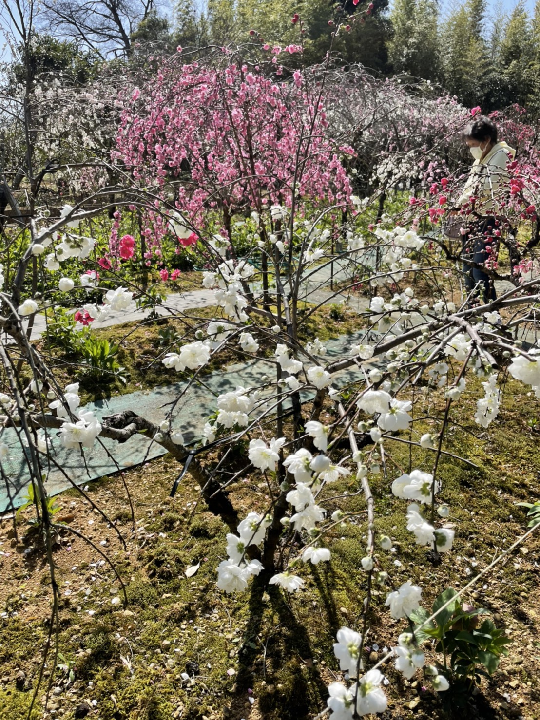 花川運動公園 Twitter Search Twitter