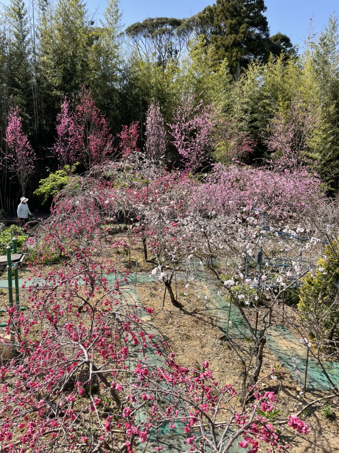 花川運動公園 Twitter Search Twitter