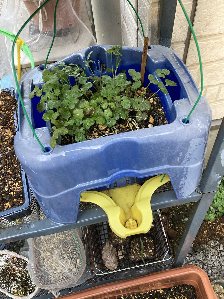 Aozoragreen 子どもたちが使ったものを再利用する時の親の気持ち なんか嬉しい お下がりの逆パターンは おあがり で合ってますか 小学生娘の朝顔プランター おあがりしてます 朝顔 プランター 朝顔プランター パクチー コリアンダー お Aozoragreen 子どもたちが使ったものを再利用する時の親の気持ち なんか嬉しい お下がりの逆パターンは おあがり で合ってますか 小学生娘の朝顔プランター おあがりしてます 朝顔 プランター 朝顔プランター パクチー コリアンダー お