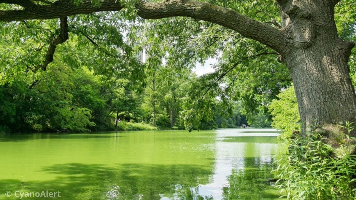 CORDIS_EU's tweet photo. #EUfunded research puts near real-time #cyanobacteria data at your fingertips in a blooming, marvellous suite of tools 🦠

#EarthObservation
➡️ https://t.co/Z0VL79nIgr https://t.co/XJ49rVYmOT