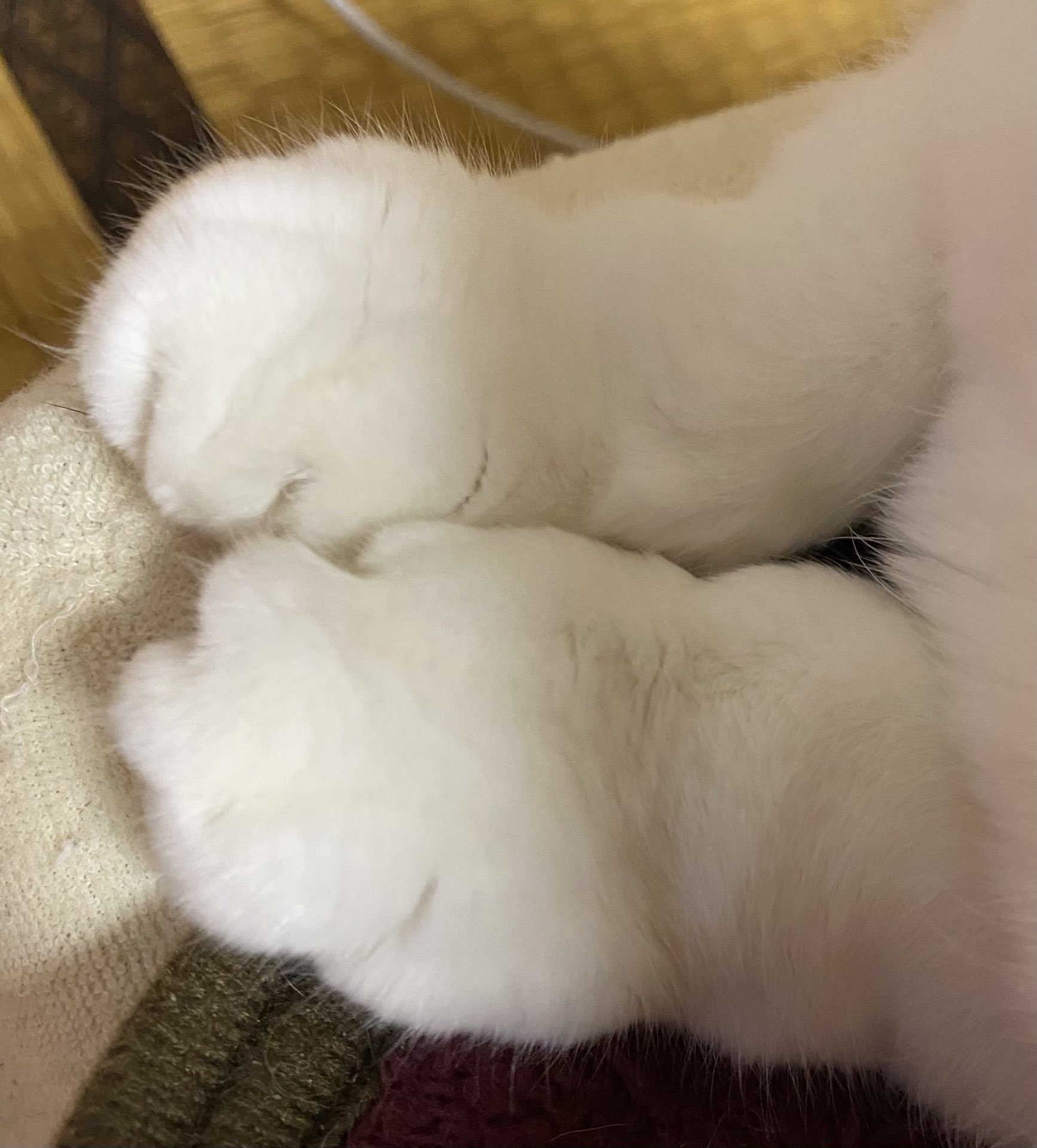 Sumi ミミちゃん18歳 お手手可愛い けど お顔はやっぱりおじいちゃん 猫 ネコ ねこ 猫のいる生活 猫好きさんと繋がりたい 猫大好き 老猫 T Co 4hgfiwyv Twitter