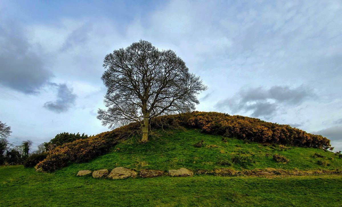 brunaboinneOPW's tweet image. #NationalTreeWeek2021. Scyamore at Dowth. 📷Siobhán  #TreeWeek21 #trees #lovetrees #biodiversity #Dowth #environment