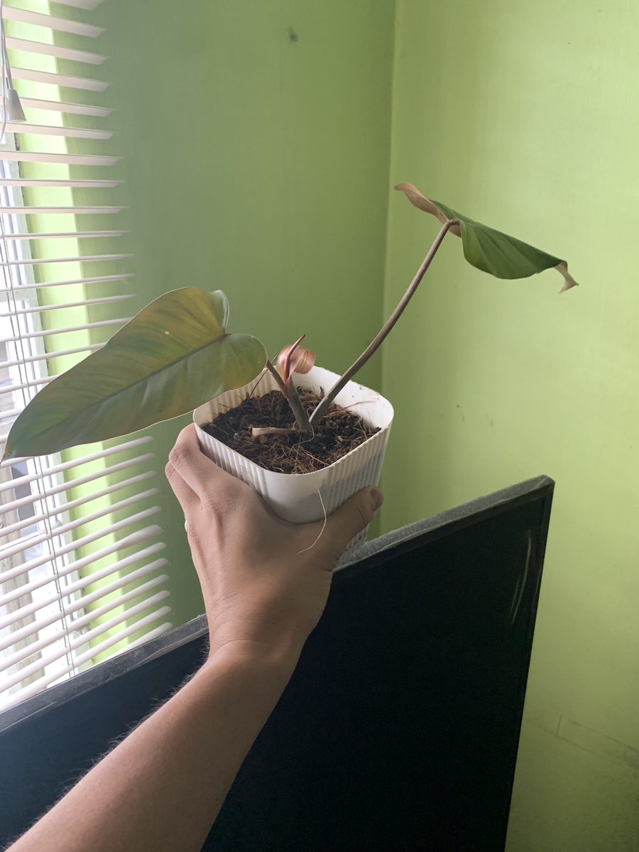 ulybog's tweet photo. Propagated this from a single leaf cutting now going 3 na siya hihi #RedEmerald https://t.co/1GohMYPb8t