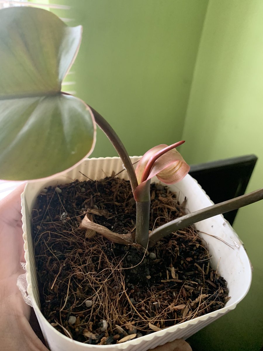 ulybog's tweet photo. Propagated this from a single leaf cutting now going 3 na siya hihi #RedEmerald https://t.co/1GohMYPb8t