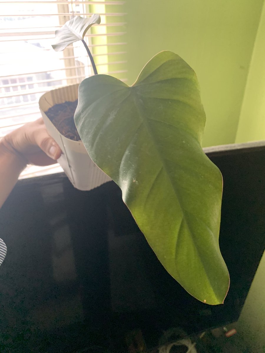 ulybog's tweet photo. Propagated this from a single leaf cutting now going 3 na siya hihi #RedEmerald https://t.co/1GohMYPb8t