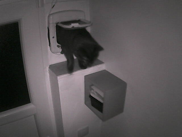 PepitoTheCat's tweet photo. Pépito is back home (05:48:31) https://t.co/dJKn1Cv1eX