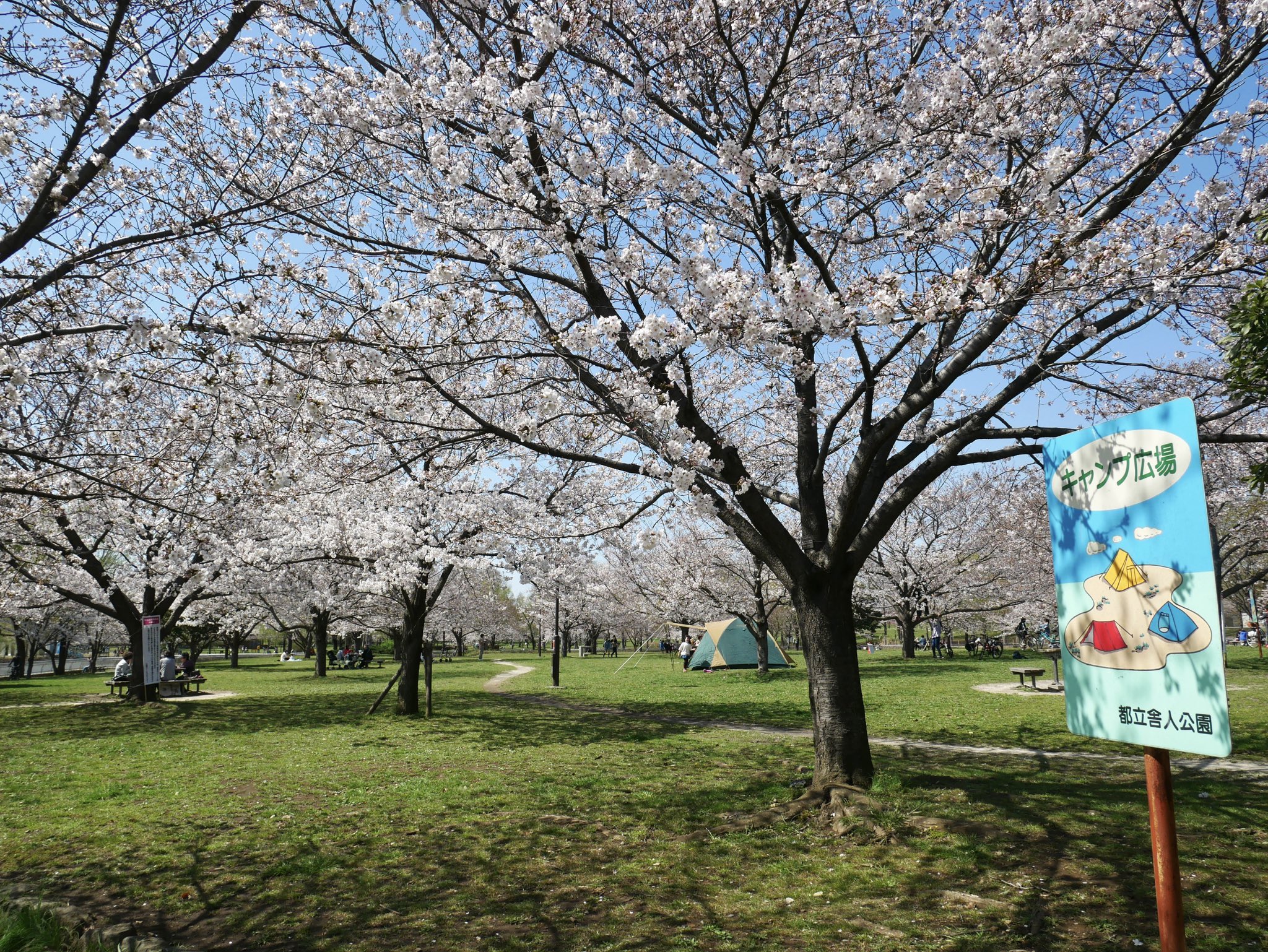 Jun 朝より開花 してますよ のんびり花見したいな キャンプ広場 にテントも 舎人公園 昼さんぽ 花見 T Co Cjmu2edz68 Twitter