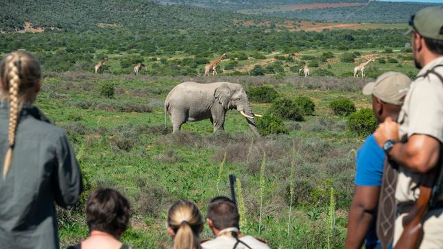 TourvestDM's tweet photo. #SouthAfricaIsTravelReady 🇿🇦 - Wildlife experience on foot. 🐾

Outdoor enthusiasts that are looking for a thrill should definitely add a bushwalk #safari to their #bucketlist. 🙌➡ https://t.co/zIRCd15Ad0

📸 @IOLTravel

#BushWalk #EndlessAfrica @SANParks @satsa_sa @ShotLeft https://t.co/zVuFF0w3Kw