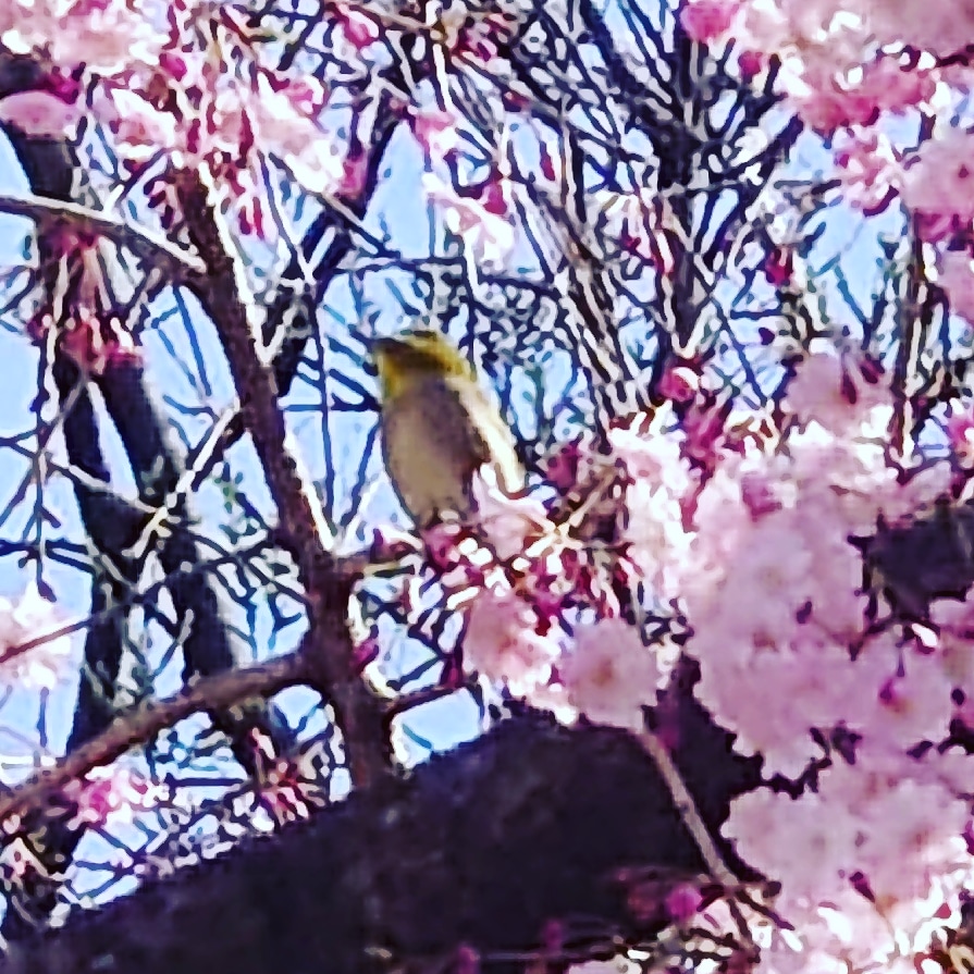 urara1966's tweet photo. https://t.co/RV8t6Qsh9p