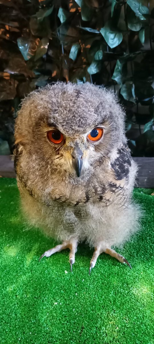 merumomaple's tweet photo. フクロウカフェなう https://t.co/w74D0hQI5H