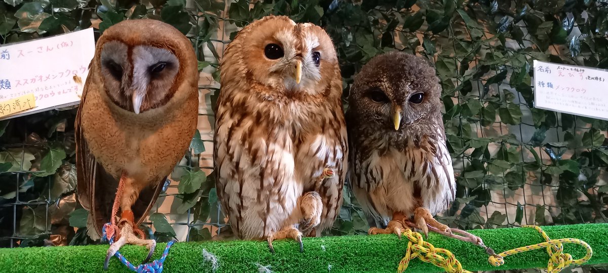 merumomaple's tweet photo. フクロウカフェなう https://t.co/w74D0hQI5H
