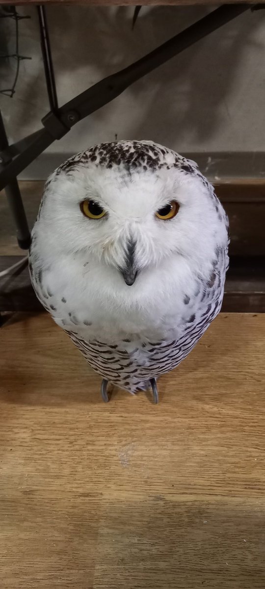 merumomaple's tweet photo. フクロウカフェなう https://t.co/w74D0hQI5H