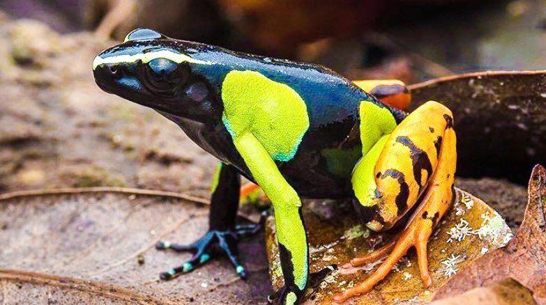 ジーベンロック フジエ 毒持ちのカエルのデザインセンス良さ T Co Fkfxlaun8w Twitter