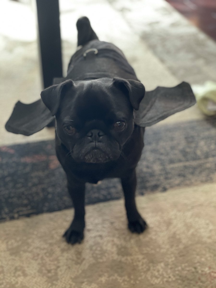 CDrenten's tweet photo. @jaketapper @dog_rates CJ. Bat-pug https://t.co/KbjOVH8ybH
