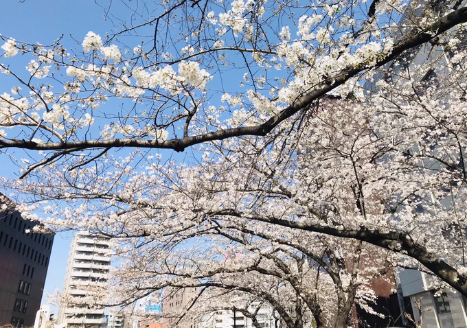 わぁ!
春が来たー♪
って感じ^^ 