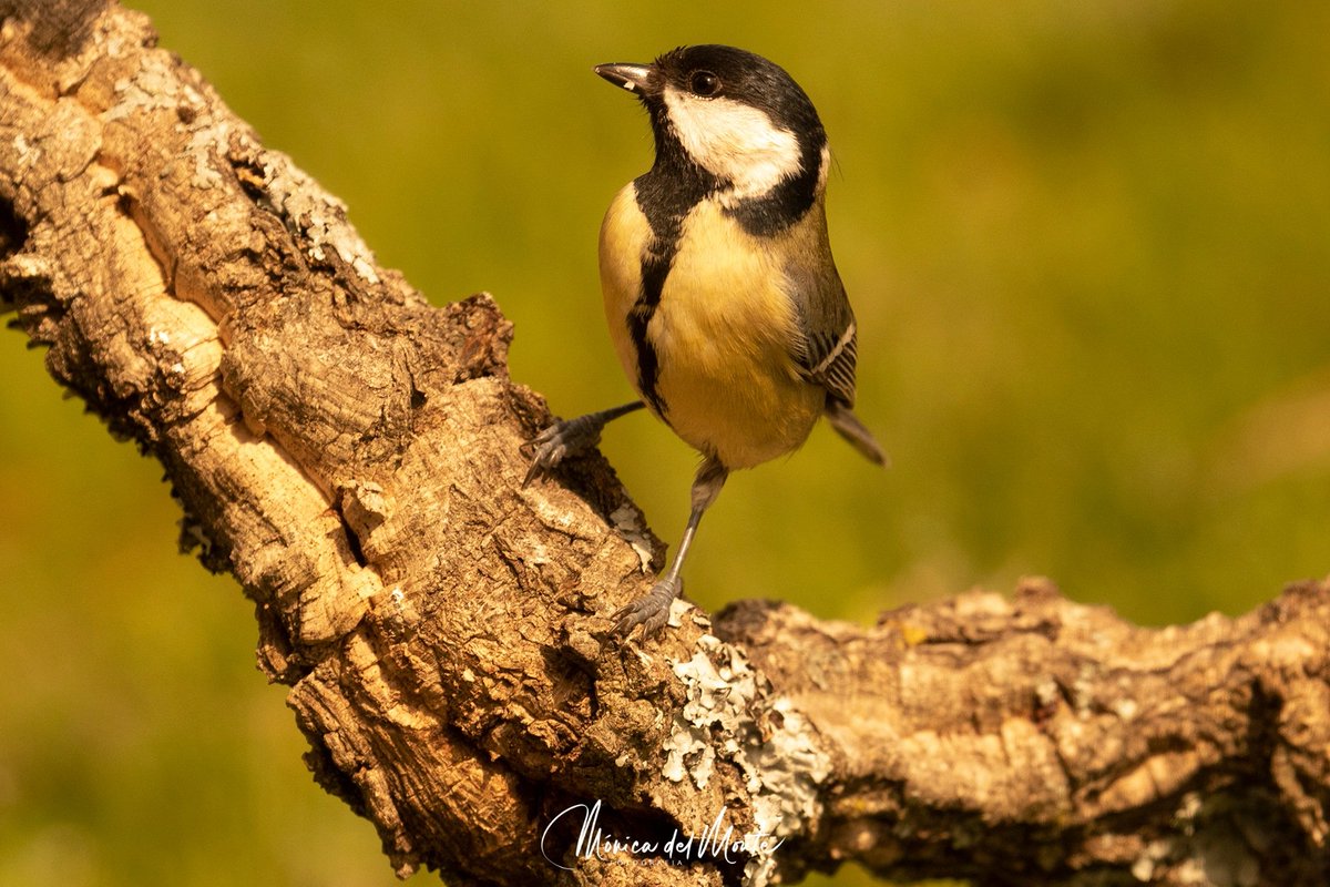 Fotografiamoni1's tweet photo. Carbonero común. Great tit. ( Parus major)
#carbonerocomun #greattit #parusmajor #paseriformes #birdwatching #birdwatchers #best_birds_planet #fever_animals #fever_natura #florayfauna_es #focus_natura #asi_es_natura #wildlifephotography #wildlifephotospain #tufotonatgeo https://t.co/T63wV5hjPi