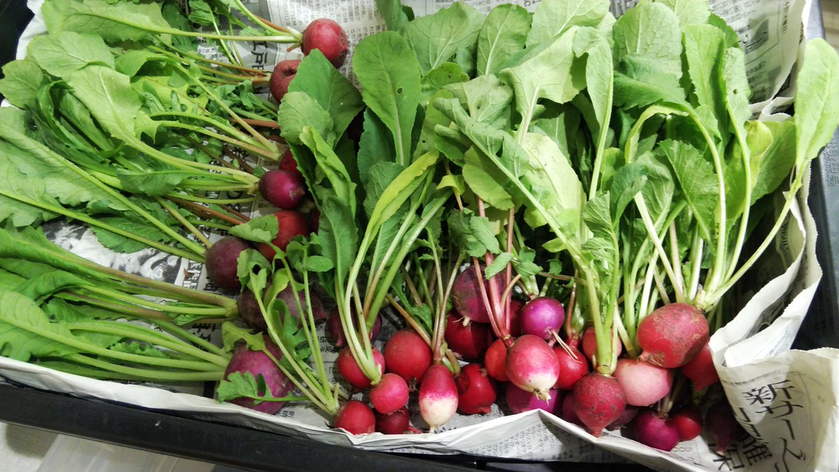 少しですが野菜を収穫しましたので9号館に持って行きます。ご自由にお持ち帰りください。ハツカダイコン、コマツナ、シロナ、ホウレンソウ、チンゲンサイなど。実習棟内で植物工場風に栽培したレタスもあります。＃牧農場