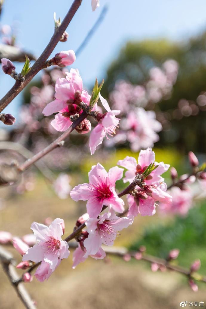 Kunshan_China's tweet photo. The lovely peach blossoms are blooming vibrantly on the branches in #Zhouzhuang. Get up close to smell the intoxicating spring-limited aroma of the flower, and enjoy the warm sunshine. #Kunshan #KunshanInSpring https://t.co/EPP08s4hYa