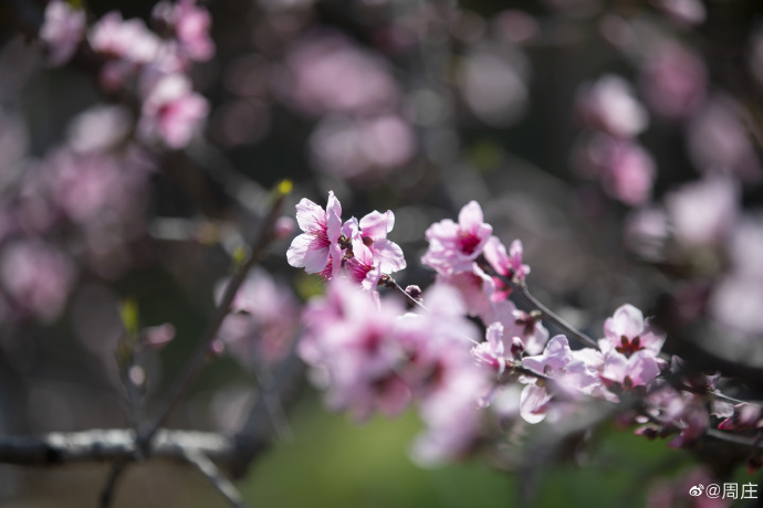 Kunshan_China's tweet photo. The lovely peach blossoms are blooming vibrantly on the branches in #Zhouzhuang. Get up close to smell the intoxicating spring-limited aroma of the flower, and enjoy the warm sunshine. #Kunshan #KunshanInSpring https://t.co/EPP08s4hYa