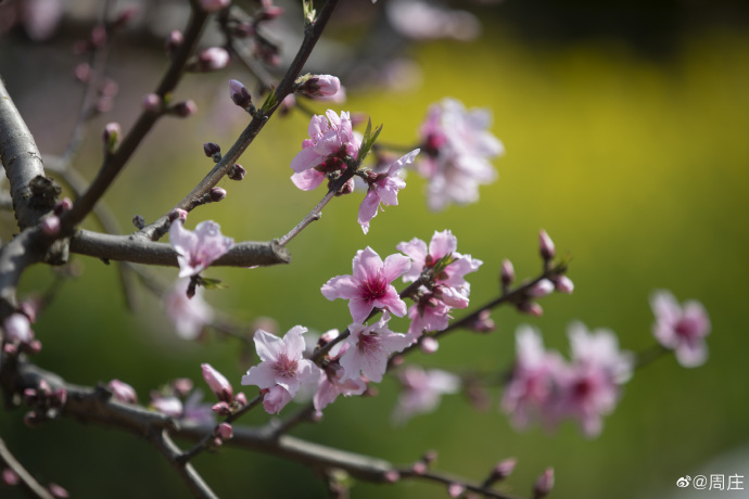 Kunshan_China's tweet photo. The lovely peach blossoms are blooming vibrantly on the branches in #Zhouzhuang. Get up close to smell the intoxicating spring-limited aroma of the flower, and enjoy the warm sunshine. #Kunshan #KunshanInSpring https://t.co/EPP08s4hYa
