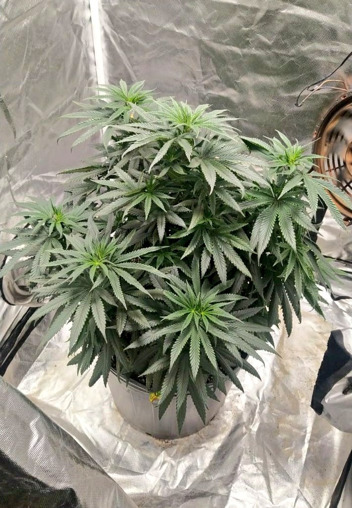 growdelic's tweet photo. Critical purple kush 
60 dias de vega
transplante do vaso de 7L
 para um vaso de 26L 
@SeedsmanSeeds 
@GenHydro @seumaconheiro @Maconharia04i20 
#cultivoproprio #cultivoindor #grower #jardineiro #maconha #medicinal #plantacura #4i20 #Hidroponics #weed #inerte #quantumboard #150w https://t.co/ubB9iF1jwc