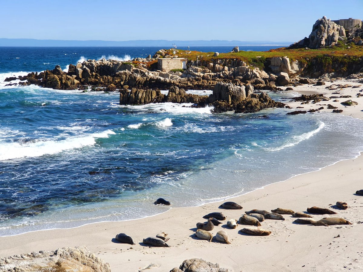MartaGajowa's tweet photo. The positive of working during weekends is the fact that I can enjoy cheaper accomodation and less crowd in the beautiful places when taking a break.
This one - around Monteray,CA is a really well deserved 😉😎
#CaliforniaSpring https://t.co/Y2sW9kgso8