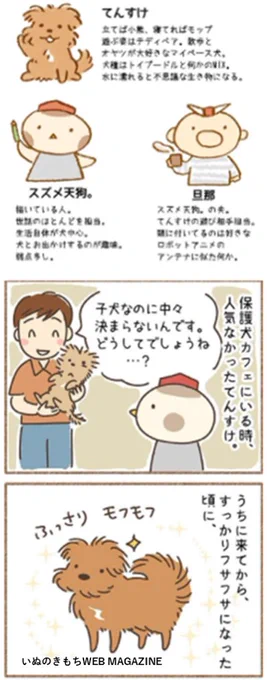 【いぬのきもちWEB MAGAZINE連載陣のご紹介】 こぐま犬てんすけ ()保護犬カフェで出会った、トイプーと「何か」のMix犬「てんすけ」。マイペースなてんすけくんの日常マンガエッセイ、もうすぐ100話を迎えます!▼お話はこちら(画像は第80話) 