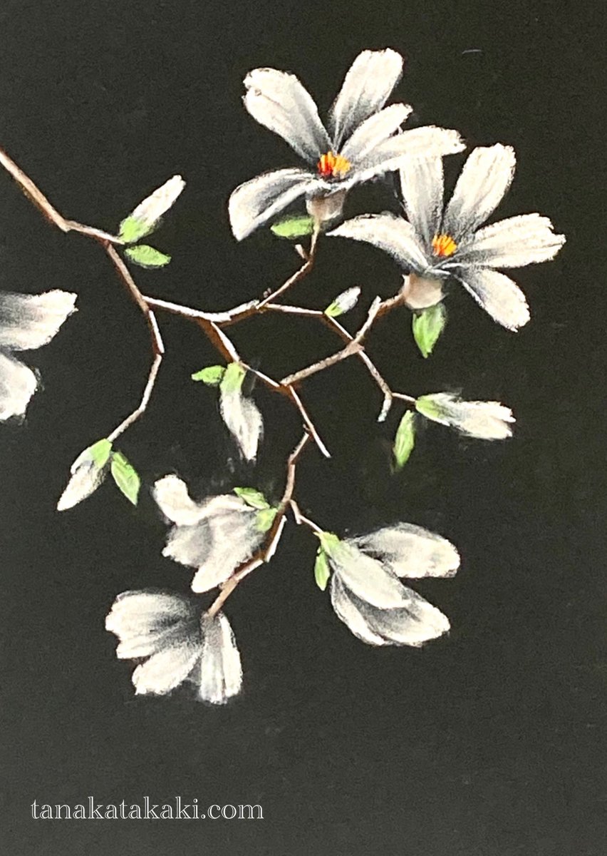 Takaki Tanaka Pastel Painting March 24 誕生花 辛夷 こぶし Birthflower Kobushi Magnolia 花言葉 友情 Languageofflowers Friendship Takaki Tanaka Official Site T Co Hlzmlvunhk 田中孝林 Takaki パステル画 Pastelart 絵