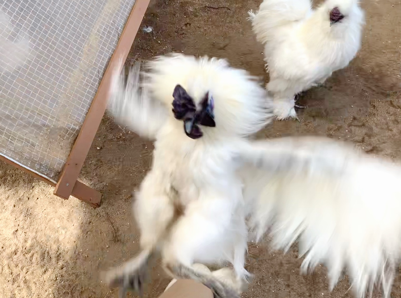 神戸市立王子動物園 公式 いつもスタッフが掃除をしていると かっこよく 飛び蹴りを披露してくれる ウコッケイ の ピコ くん 実はですね ニワトリのオスには 蹴爪 けづめ という 攻撃する際に使う大きな鋭い爪がありまして 蹴られると