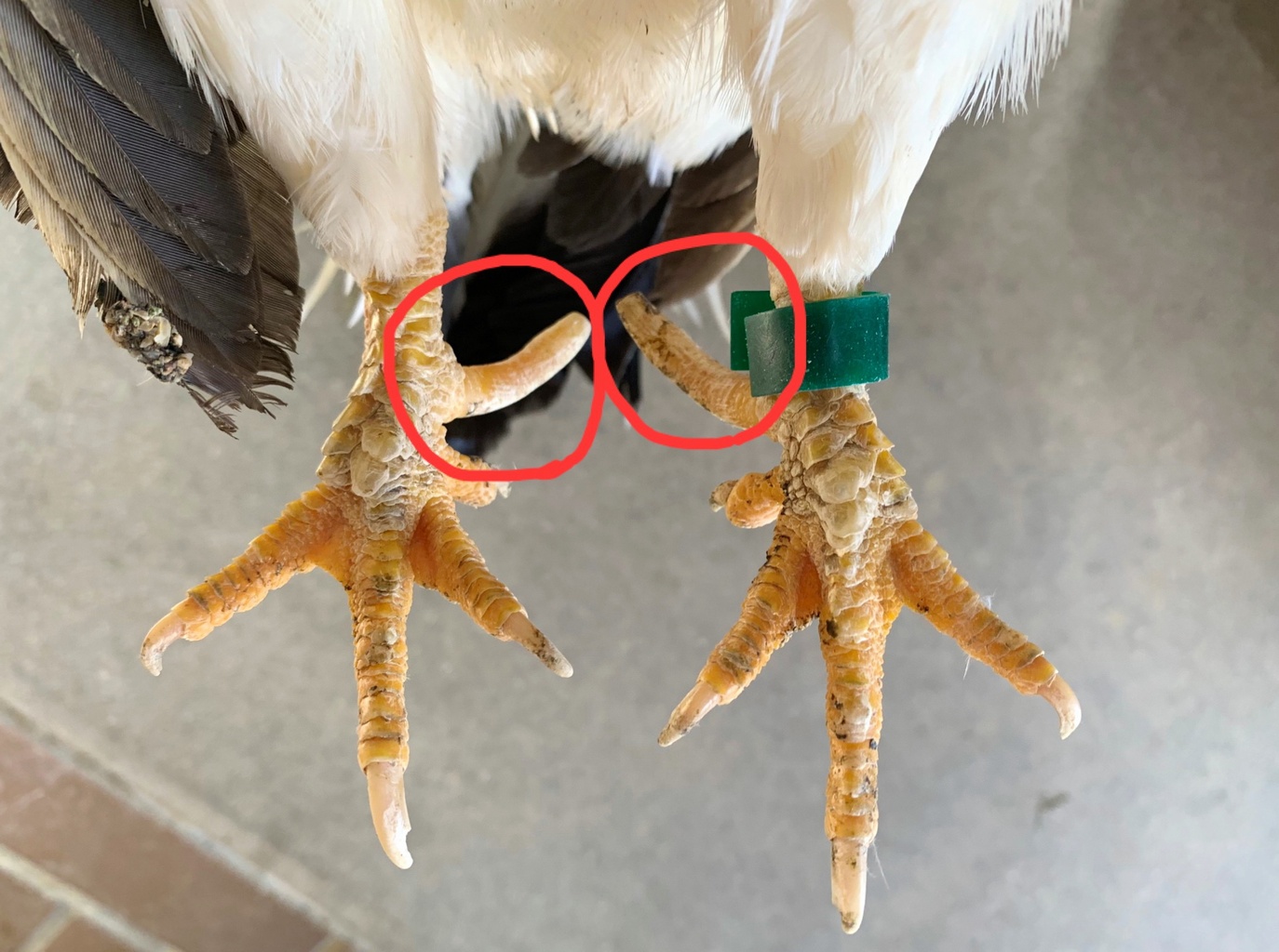 神戸市立王子動物園 公式 いつもスタッフが掃除をしていると かっこよく 飛び蹴りを披露してくれる ウコッケイ の ピコ くん 実はですね ニワトリのオスには 蹴爪 けづめ という 攻撃する際に使う大きな鋭い爪がありまして 蹴られると