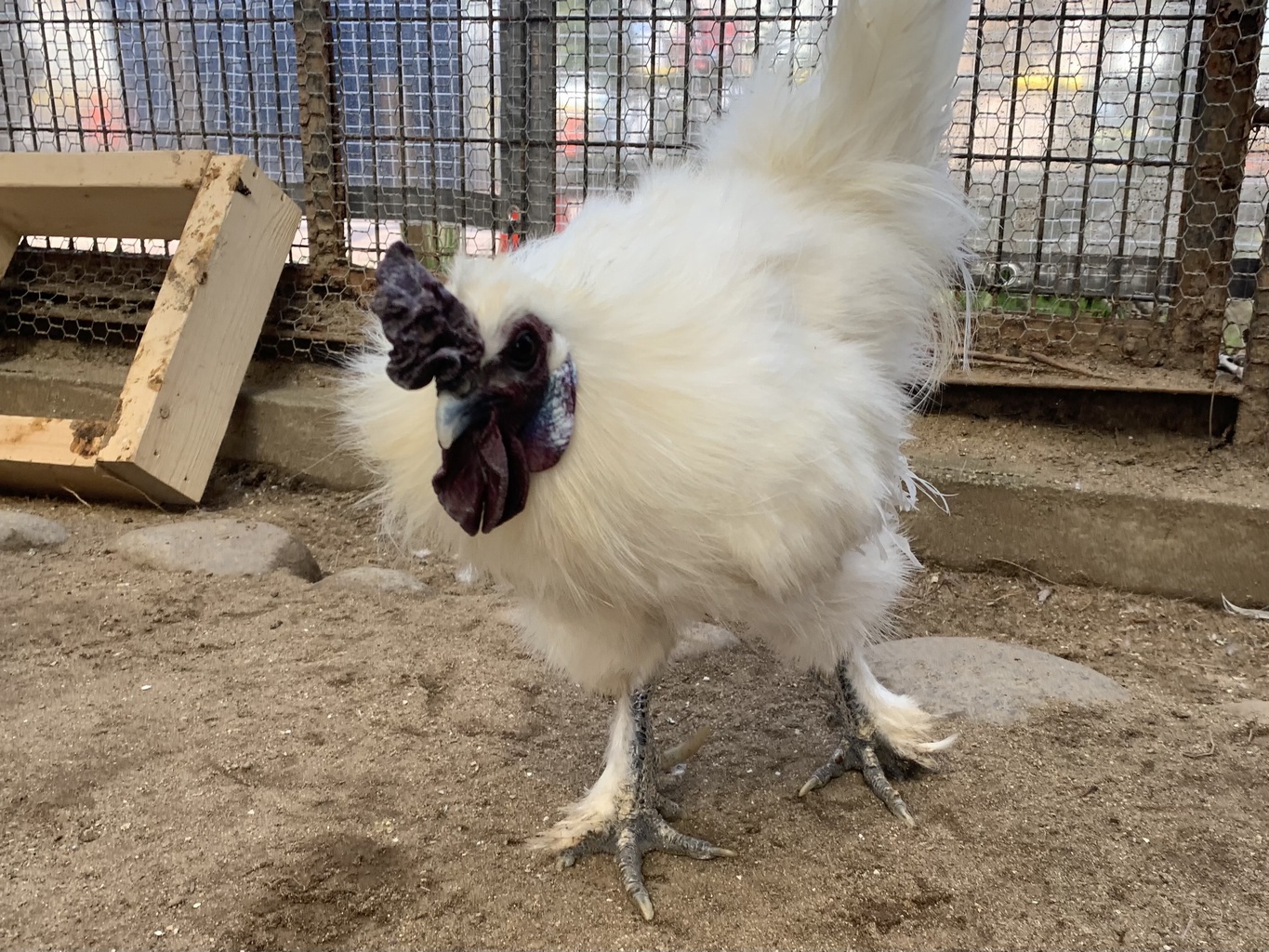 神戸市立王子動物園 公式 いつもスタッフが掃除をしていると かっこよく 飛び蹴りを披露してくれる ウコッケイ の ピコ くん 実はですね ニワトリのオスには 蹴爪 けづめ という 攻撃する際に使う大きな鋭い爪がありまして 蹴られると