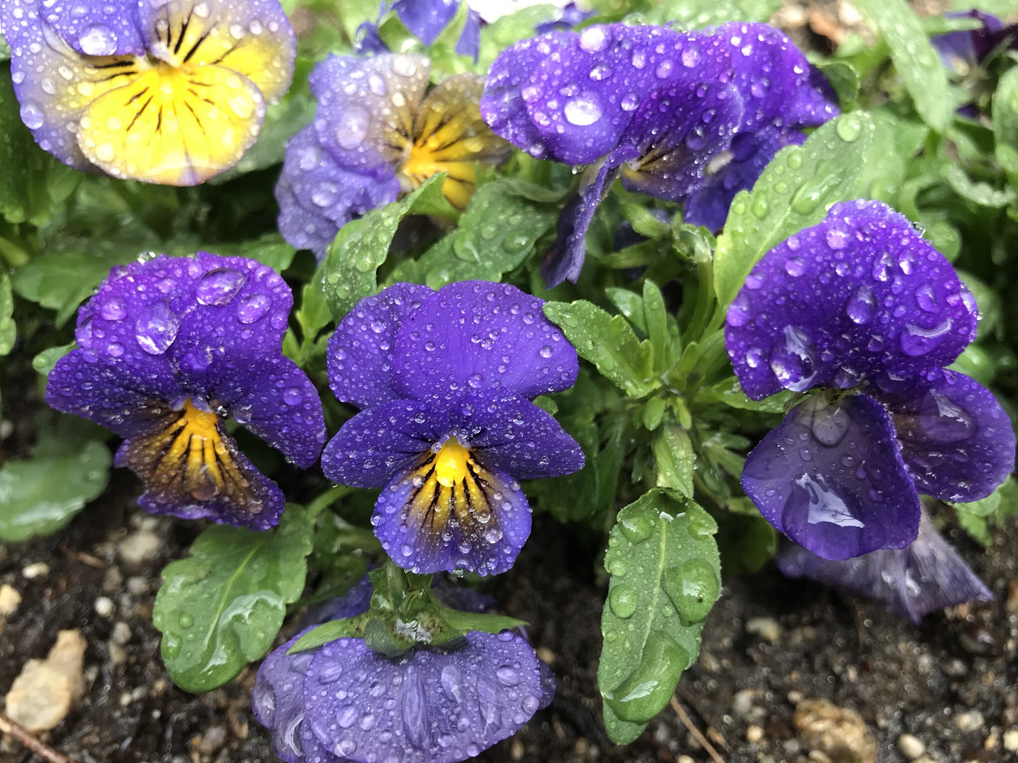 花语 Twitter Search Twitter