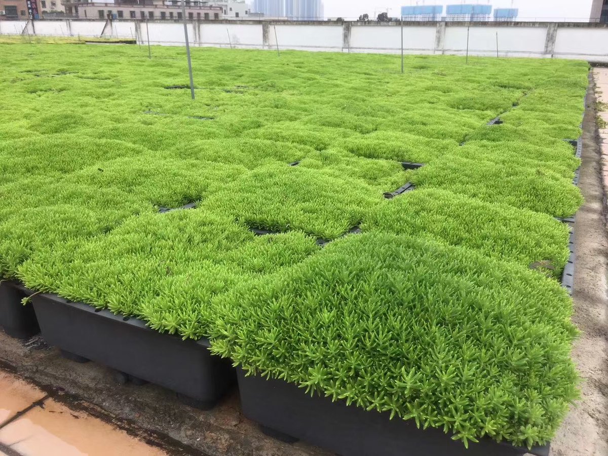 GreenGrassGrid's tweet photo. #Plant #environment #sustainability #roof 
https://t.co/TgoQJ065RG https://t.co/P6af3FaUyJ