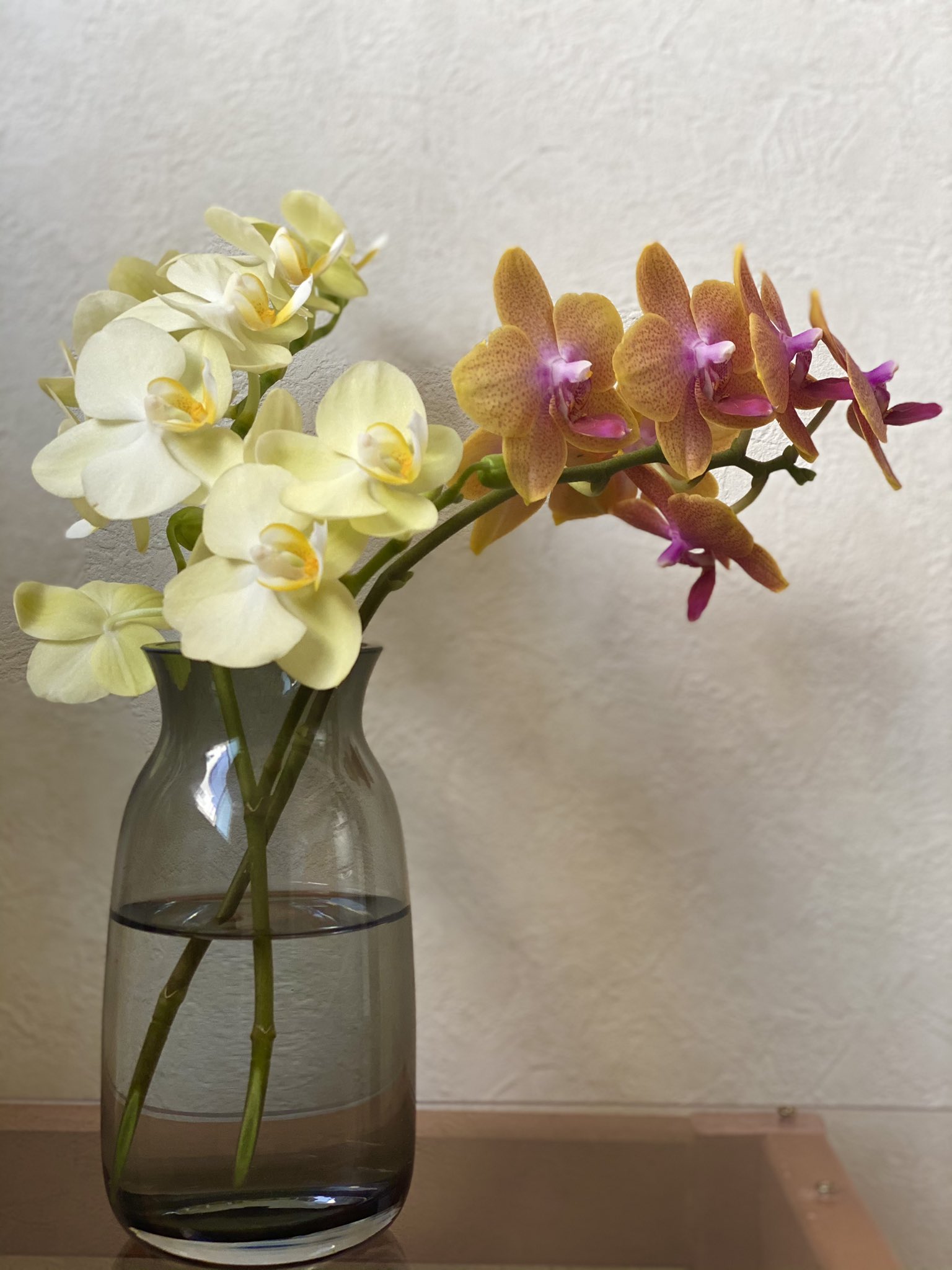 碓井菜央 Usui Nao 胡蝶蘭ととんがりチューリップ チューリップの花瓶は Herbby T Co Il2iurmmud 生産過程で未使用となった生地から産まれたハンドメイドの花瓶 使わない時は畳んでしまえる優れもの お値段お手頃 デザインも可愛いのでオススメ