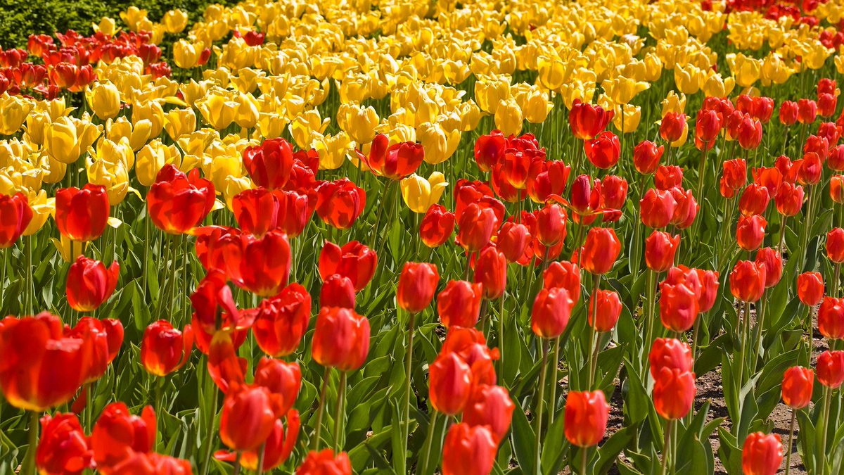 gauthie74757302's tweet photo. Good morning, happy Wednesday to all, enjoy a wonderful day 🌷💛💐❤️🤗 https://t.co/rWqYjDJIdt