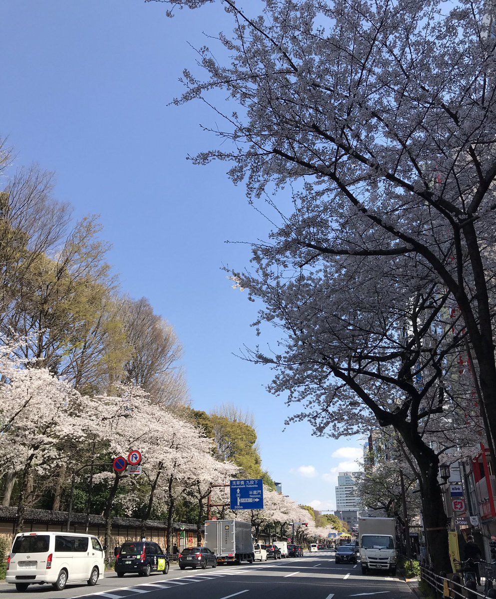 Jojozoey1's tweet photo. Today’s cherry blossom is fully blooming at Ichigaya of Tokyo 😍💖🌸✨✨✨✨✨✨✨
#cherryblossoms 
#cherrywinereview 
#fullyBlooming
#beatifulCherryBlossom 
#beautifulatmosphere 
#ichigaya
#prettyniceweather
#SUNNYDAYGIRLS 
#scatterpedals
#桜
#桜満開
#東京桜🌸
#photography https://t.co/jIzW1KtltH