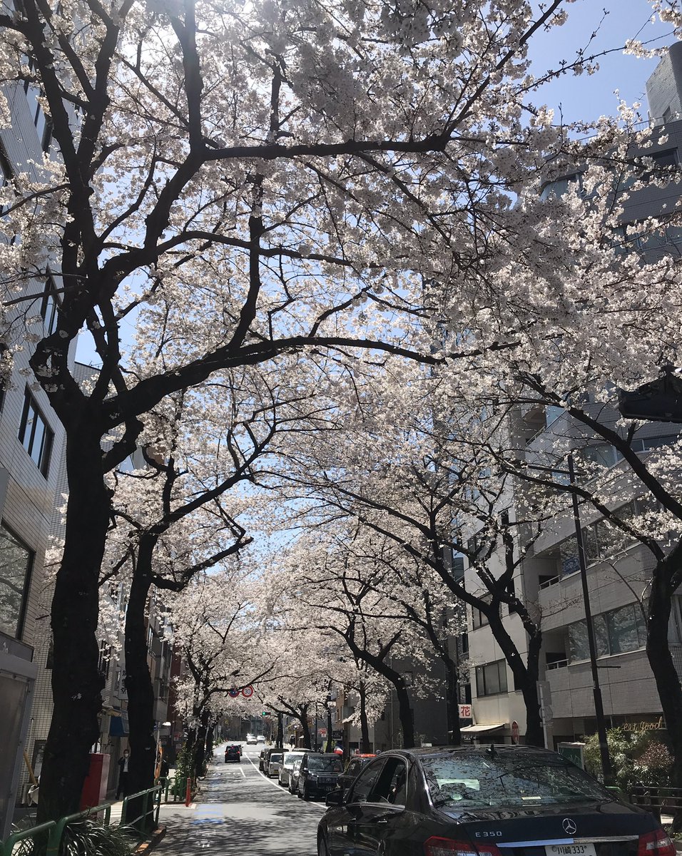 Jojozoey1's tweet photo. Today’s cherry blossom is fully blooming at Ichigaya of Tokyo 😍💖🌸✨✨✨✨✨✨✨
#cherryblossoms 
#cherrywinereview 
#fullyBlooming
#beatifulCherryBlossom 
#beautifulatmosphere 
#ichigaya
#prettyniceweather
#SUNNYDAYGIRLS 
#scatterpedals
#桜
#桜満開
#東京桜🌸
#photography https://t.co/jIzW1KtltH