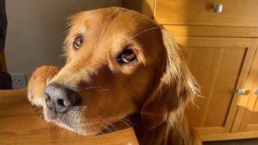 BuddyLifeMagzn's tweet photo. Give this pupper whatever he wants...
https://t.co/9l51LP9tMl
#puppyeyes🐶 #cantsayno #buddylifedogmagazine🐕#dogmagazine #doglover #aboutdog #doghealth https://t.co/4PmRQsWQ1B