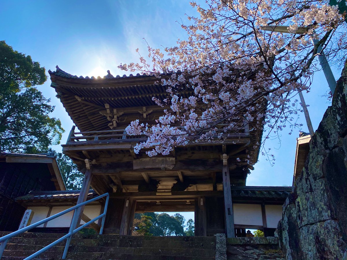 伊勢の津七福神 安楽寺 今日は天気もよく お花見日和 山門前のソメイヨシノは満開間近 桜の下で坐禅するのも 心地よい 伊勢の津七福神 御朱印 桜 お花見 津市 座禅 坐禅 オンライン座禅会 伊勢の津七福神 安楽寺 今日は天気もよく お花見日和 山門前のソメイヨシノは満開間近 桜の下で坐禅するのも 心地よい 伊勢の津七福神 御朱印 桜 お花見 津市 座禅 坐禅 オンライン座禅会